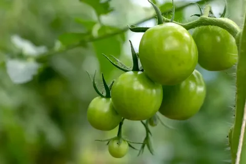 تصویر 4 از گوجه فرنگی سبز محلی ترش پخت